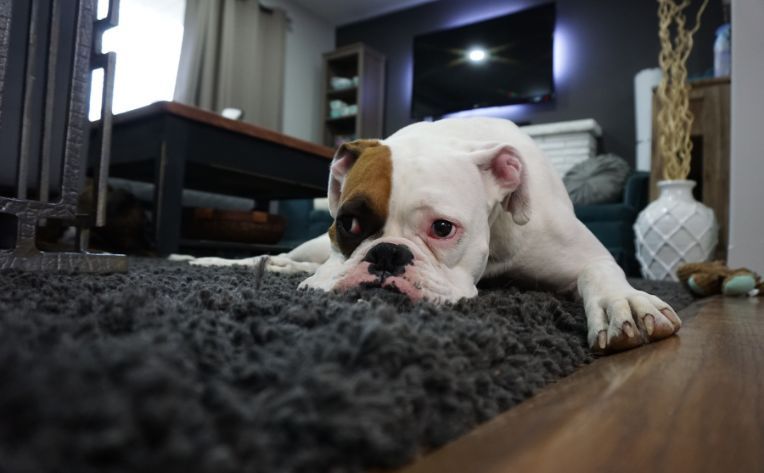 dog on carpet